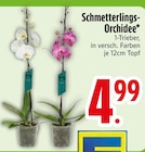 Schmetterlings-Orchidee Angebote bei EDEKA Passau für 4,99 €