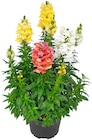 Penny Königsfeld - Löwenmäulchen Angebot im Prospekt Löwenmäulchen bei Penny im Königsfeld Prospekt für 3,99 €