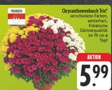 Chrysanthemenbusch Trio im Angebot bei EDEKA in Gera Chrysanthemenbusch Trio Angebote von Franken bei EDEKA Gera für 5,99 €