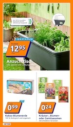 Action Kräuter im Prospekt 