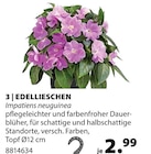 Edellieschen bei Dehner Garten-Center im München Prospekt für 2,99 €