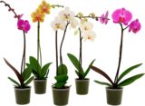 ORCHIDÉE 1 BRANCHE - SANS MARQUE en promo chez Auchan Hypermarché Boulogne-Billancourt à 5,49 €