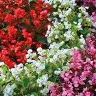 BOTANIC®-Begonia semperflorens - La barquette de 4 plants - BOTANIC® - Botanic BOTANIC®-Begonia semperflorens - La barquette de 4 plants - BOTANIC® à 5,99 € dans le catalogue Botanic