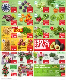 Kaufland Blumentopf im Prospekt 