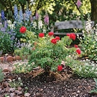 Ma Jardinerie Arc-lès-Gray - Promo Décorosier Kadora rouge Promo Décorosier Kadora rouge à 15,99 € dans le catalogue Ma Jardinerie à Arc-lès-Gray