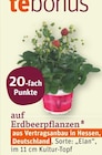Aktuelle Pflanzen Angebote bei tegut in Jena Aktuelles 20-fach Punkte Angebot bei tegut in Jena