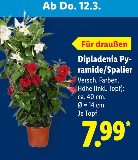 Dipladenia Pyramide/Spalier