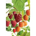 Framboisier en promo chez Carrefour Framboisier dans le catalogue Carrefour