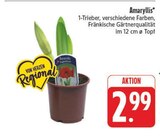 Aktuelle Pflanzen Angebote bei E center in Jena Aktuelles Amaryllis Angebot bei E center in Jena ab 2,99 €