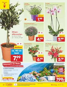 Lavendel im aktuellen Netto Marken-Discount Prospekt (Berlin) Lavendel im Netto Marken-Discount Prospekt "Aktuelle Angebote" mit 65 Seiten (Berlin)