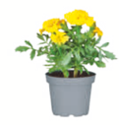 toom Baumarkt Marienberg - Sommerblumen Angebot im Prospekt Sommerblumen bei toom Baumarkt im Marienberg Prospekt für 0,99 €