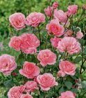Rosen 17-cm-Topf im Angebot bei toom Baumarkt in Eisenach Rosen 17-cm-Topf Angebote bei toom Baumarkt Eisenach für 9,99 €