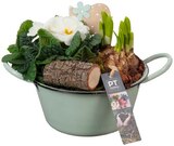 Frühjahrsschale 'Spring' von  im aktuellen REWE Prospekt für 9,99 €