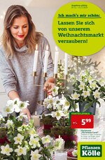 Pflanzen Kölle Prospekt "Ich mach’s mir schön", 16 Seiten, für Erlangen, 07.11.2019 - 13.11.2019 Pflanzen Kölle Prospekt "Ich mach’s mir schön", 16 Seiten, für Erlangen, 07.11.2019 - 13.11.2019