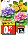 Primeln bei Wreesmann im Zwönitz Prospekt für 0,79 €