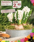 Hyazinthe Angebote bei Garten-Center Nordharz GmbH & Co. KG Salzgitter für 2,49 €