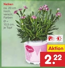 Aktuelle Blumen Angebote bei Netto Marken-Discount in Braunschweig Aktuelles Nelken Angebot bei Netto Marken-Discount in Braunschweig ab 2,22 €