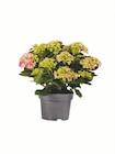 Aktuelle Hortensie Angebote bei Lidl in Cottbus Aktuelles Gartenhortensien Angebot bei Lidl in Cottbus ab 5,99 €