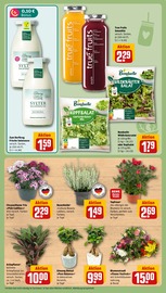 Blumen im REWE Prospekt in Bottrop Aktueller REWE Prospekt mit Blumen, "Dein Markt", Seite 4