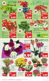 Blumen Angebot im aktuellen Kaufland Prospekt auf Seite 21