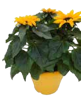 Chrysanthemenbusch im EDEKA Prospekt Chrysanthemenbusch von im aktuellen EDEKA Prospekt für 4,99 €
