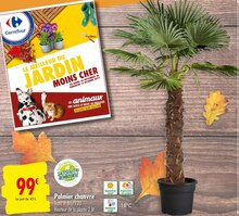 Palmier chanvre - Carrefour à Gennevilliers Palmier chanvre en promo chez Carrefour Gennevilliers à 99,00 €