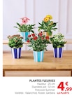 Plantes Fleuries - Super U à Asnières-sur-Seine Plantes Fleuries en promo chez Super U Asnières-sur-Seine à 4,99 €