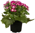 Aschenblume im OBI Prospekt Aschenblume im aktuellen OBI Prospekt für 4,99 €