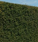 Bechereibe „Hillii“ im Hornbach Prospekt Bechereibe „Hillii“ von im aktuellen Hornbach Prospekt für 12,79 €