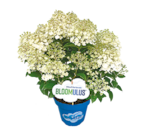 Aktuelle Hortensie Angebote bei Netto mit dem Scottie in Potsdam Aktuelles Hortensie Paniculata „Bloomulus“ Angebot bei Netto mit dem Scottie in Potsdam ab 7,99 €