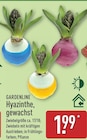Hyazinthe, gewachst von Gardenline für 1,99 € bei ALDI Nord im Angebot Hyazinthe, gewachst von Gardenline im aktuellen ALDI Nord Prospekt