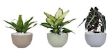 Carrefour Rillieux-la-Pape - Promo Coupe de plante verte Promo Coupe de plante verte à 8,99 € dans le catalogue Carrefour à Rillieux-la-Pape