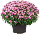 Hagebaumarkt Lengerich - Chrysanthemen-Busch Angebot im Prospekt Chrysanthemen-Busch bei Hagebaumarkt im Lengerich Prospekt für 4,99 €