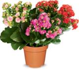Aktuelles dreifarbige Kalanchoe Angebot bei Netto Marken-Discount in Hannover ab 2,99 €