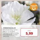BBM Baumarkt Ganderkesee - Zimmerazalee Angebot im Prospekt Zimmerazalee bei BBM Baumarkt im Ganderkesee Prospekt für 5,99 €