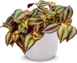 Dreimasterblumen im Angebot bei Netto Marken-Discount in Braunschweig Dreimasterblumen Angebote bei Netto Marken-Discount Braunschweig für 5,99 €