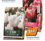 TULIPA Triumph white im Angebot bei Action in Worms TULIPA Triumph white Angebote bei Action Worms für 1,69 €