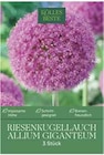 Riesenkugellauch Allium Giganteum von Kölle's Beste im aktuellen Pflanzen Kölle Prospekt für 17,99 €