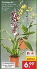 Orchideen Mix Angebote bei Netto Marken-Discount Potsdam für 6,99 €