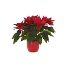 Poinsettia ou Etoile de Noël rouge avec son cache pot diamètre 13 cm - BOTANIC® dans le catalogue Botanic