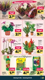 Palme Angebot im aktuellen Netto mit dem Scottie Prospekt auf Seite 23