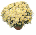 OBI Fulda - Chrysanthemum indicum „Garden Mums“ Angebot im Prospekt Chrysanthemum indicum „Garden Mums“ bei OBI im Fulda Prospekt für 2,29 €