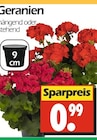 Geranien bei Wreesmann im Süderbrarup Prospekt für 0,99 €