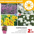 Promo Plantes Vivaces à 2,55 € dans le catalogue Hyper U à Aizenay