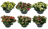 Carrefour Garges-lès-Gonesse - Promo Coupe de kalanchoe Promo Coupe de kalanchoe à 5,99 € dans le catalogue Carrefour à Garges-lès-Gonesse