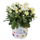 Chrysanthème multifleurs en promo chez Lidl Neuilly-sur-Marne à 1,32 €