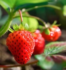 Promo Plants de fraisiers à 13,99 € dans le catalogue Point Vert à Tonnay-Boutonne