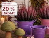 Aktuelle Blumentopf Angebote bei Garten-Center Nordharz GmbH & Co. KG in Hildesheim Aktuelles Zink-Topf Angebot bei Garten-Center Nordharz GmbH & Co. KG in Hildesheim