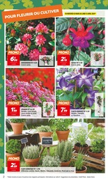 Offre Rhododendron dans le catalogue Netto du moment à la page 2