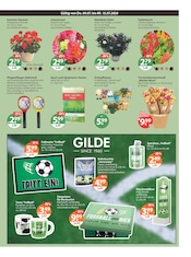 Balkonpflanzen im V-Markt Prospekt in Augsburg Aktueller V-Markt Prospekt mit Balkonpflanzen, "V-Markt einfach besser einkaufen", Seite 15